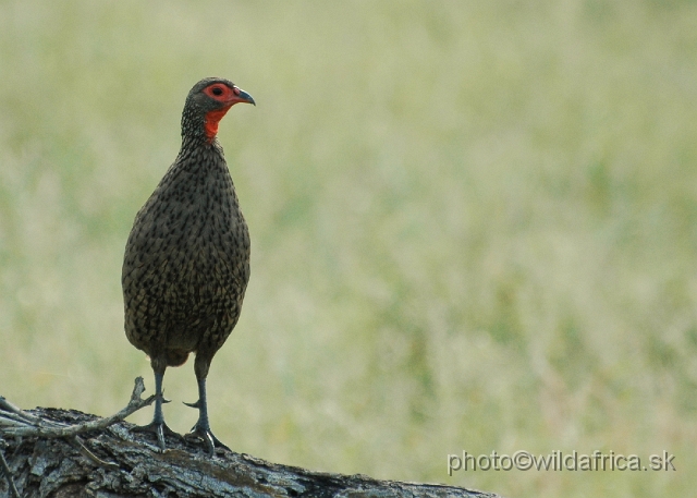 puku rsa 306.jpg - Swainson`s Francolin (Pternistes swainsonii)